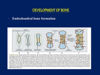 DEVELOPMENT OF BONE
• Endochondral bone formation
 