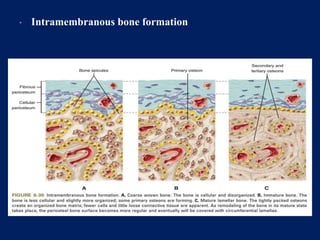 • Intramembranous bone formation
 