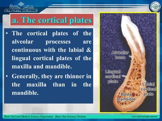 Alveolar bone | PPTX