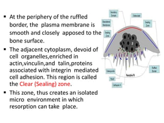 Actin Ruffle Alveolar bone By Professor Mohamad Helal | PPTX