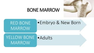 BONE MARROW
•Embryo & New Born
RED BONE
MARROW
•Adults
YELLOW BONE
MARROW
 