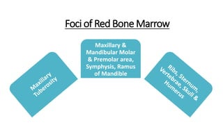 Foci of Red Bone Marrow
Maxillary &
Mandibular Molar
& Premolar area,
Symphysis, Ramus
of Mandible
 