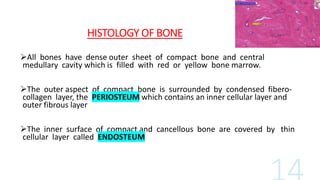 HISTOLOGY OF BONE
All bones have dense outer sheet of compact bone and central
medullary cavity which is filled with red or yellow bone marrow.
The outer aspect of compact bone is surrounded by condensed fibero-
collagen layer, the PERIOSTEUM which contains an inner cellular layer and
outer fibrous layer
The inner surface of compact and cancellous bone are covered by thin
cellular layer called ENDOSTEUM
 