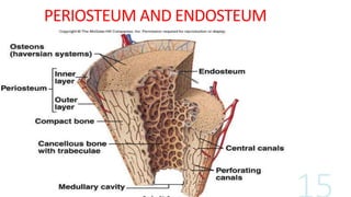PERIOSTEUM AND ENDOSTEUM
 