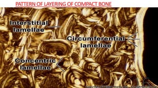 PATTERN OF LAYERING OF COMPACT BONE
 