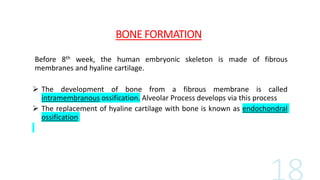 BONE FORMATION
Before 8th week, the human embryonic skeleton is made of fibrous
membranes and hyaline cartilage.
 The development of bone from a fibrous membrane is called
intramembranous ossification. Alveolar Process develops via this process
 The replacement of hyaline cartilage with bone is known as endochondral
ossification
 