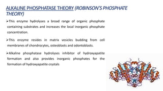 ALKALINE PHOSPHATASE THEORY (ROBINSON’S PHOSPHATE
THEORY)
This enzyme hydrolyses a broad range of organic phosphate
containing substrates and increases the local inorganic phosphate
concentration.
This enzyme resides in matrix vesicles budding from cell
membranes of chondrocytes, osteoblasts and odontoblasts.
Alkaline phosphatase hydrolyses inhibitor of hydroxyapatite
formation and also provides inorganic phosphates for the
formation of hydroxyapatite crystals
 