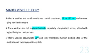 MATRIX VESICLE THEORY
Matrix vesicles are small membrane bound structures, 25 to 250 nm in diameter,
lying free in the matrix
These vesicles are rich in phospholipids, especially phosphatidyl serine, a lipid with
high affinity for calcium ions.
Matrix vesicles accumulate Ca2+ and their membrane furnish binding sites for the
nucleation of hydroxyapatite crystals.
 