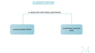 CLASSIFICATION
ALVEOLAR BONE PROPER
SUPPORTING ALVEOLAR
BONE
A. BASED ON FUNCTIONAL ADAPTATION
 