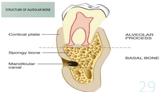 STRUCTURE OF ALVEOLAR BONE
 