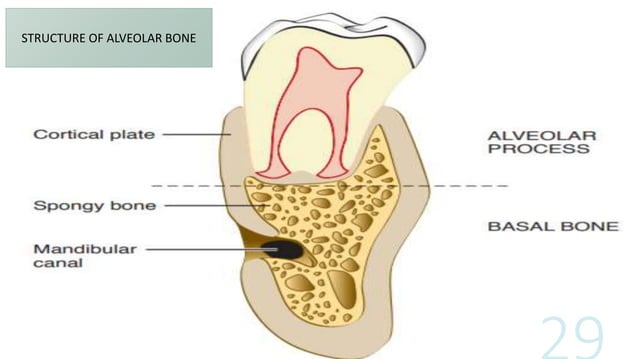Alveolar bone | PPT