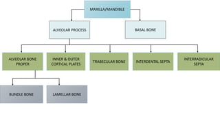 MAXILLA/MANDIBLE
ALVEOLAR PROCESS
BUNDLE BONE LAMELLAR BONE
INTERRADICULAR
SEPTA
INTERDENTAL SEPTA
INNER & OUTER
CORTICAL PLATES
TRABECULAR BONE
ALVEOLAR BONE
PROPER
BASAL BONE
 