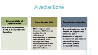 Alveolar Bone
External plate of
cortical bone
• Formed by haversian
bone & compact bone
lamellae
Inner Socket Wall
• Thin compact bone
known as ABP seen as
lamina dura in
radiographs.
• Histologically, it contains
the cribriform plate
through which the
neurovascular bundles
link the pdl with the
cancellous bone
Cancellous trabeculae
• Present between the 2
layers as supporting
alveolar bone
• Interdental septum
consists of cancellous
supporting bone
enclosed within
compact border
 
