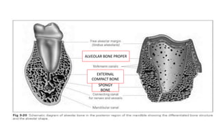 ALVEOLAR BONE PROPER
EXTERNAL
COMPACT BONE
SPONGY
BONE
 