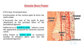 Alveolar Bone Proper
Thin layer of compact bone
Continuation of the cortical plate & forms the
tooth socket
 Surrounds the root of the teeth & gives
attachment to the principal fibres of the
periodontal ligament
Referred to as Cribriform plate - reflects a sieve
like appearance produced by numerous vascular
canals
Also known as bundle bone as numerous
bundles of sharpey’s fibers pass into the
periodontal ligament
 