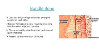 Bundle Bone
 Contains thick collagen bundles arranged
parallel to each other
Rate of formation is slow resulting in resting
lines between adjacent lamellae
 Characterized by attachment of periodontal
ligament fibres
 Present at the inner wall of socket
 