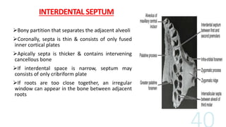 INTERDENTAL SEPTUM
Bony partition that separates the adjacent alveoli
Coronally, septa is thin & consists of only fused
inner cortical plates
Apically septa is thicker & contains intervening
cancellous bone
If interdental space is narrow, septum may
consists of only cribriform plate
If roots are too close together, an irregular
window can appear in the bone between adjacent
roots
 