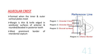 ALVEOLAR CREST
Formed when the inner & outer
cortical plates meet
Margin is thin & knife edged in
vestibular surfaces of anterior &
rounded/beaded in posterior teeth
Most prominent border of
interdental septum
 