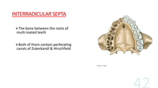 INTERRADICULAR SEPTA
The bone between the roots of
multi rooted teeth
Both of them contain perforating
canals of Zukerkandl & Hirschfield
 