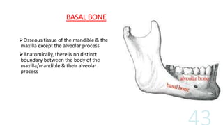 BASAL BONE
Osseous tissue of the mandible & the
maxilla except the alveolar process
Anatomically, there is no distinct
boundary between the body of the
maxilla/mandible & their alveolar
process
 