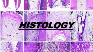 HISTOLOGY
 