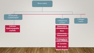 Bone matrix
INORGANIC
COMPONENT
Collagen
matrix
Non
collagenous
protein
Osteocalcin
Osteopontin &
Bone
Sialoprotein
Osteonectin
Proteoglycan
Lysyl Oxidase
& Tyrosine
Rich Acidic
Matrix Protein
Calcium
Hydroxyapatite
crystals
 