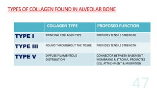 TYPES OF COLLAGEN FOUND IN ALVEOLAR BONE
COLLAGEN TYPE PROPOSED FUNCTION
TYPE I PRINCIPAL COLLAGEN TYPE PROVIDES TENSILE STRENGTH
TYPE III FOUND THROUGHOUT THE TISSUE PROVIDES TENSILE STRENGTH
TYPE V DIFFUSE FILAMENTOUS
DISTRIBUTION
CONNECTOR BETWEEN BASEMENT
MEMBRANE & STROMA, PROMOTES
CELL ATTACHMENT & MIGRATION
 