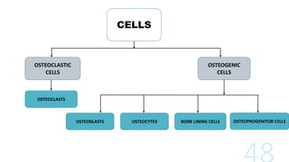 CELLS
OSTEOGENIC
CELLS
OSTEOCLASTIC
CELLS
OSTEOCLASTS
OSTEOBLASTS OSTEOPROGENITOR CELLS
BONE LINING CELLS
OSTEOCYTES
 