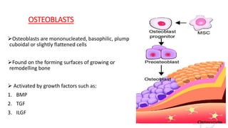 OSTEOBLASTS
Osteoblasts are mononucleated, basophilic, plump
cuboidal or slightly flattened cells
Found on the forming surfaces of growing or
remodelling bone
 Activated by growth factors such as:
1. BMP
2. TGF
3. ILGF
 