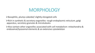 MORPHOLOGY
Basophilic, plump cuboidal/ slightly elongated cells
Rich in synthetic & secretory organelles- rough endoplasmic reticulum, golgi
apparatus, secretory granules & microtubules
Also contain other organelles associated with cell metabolism- mitochondria &
endosomal/lysosomal elements & an extensive cytoskeleton
 