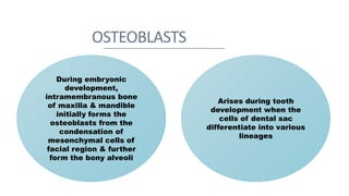 OSTEOBLASTS
During embryonic
development,
intramembranous bone
of maxilla & mandible
initially forms the
osteoblasts from the
condensation of
mesenchymal cells of
facial region & further
form the bony alveoli
Arises during tooth
development when the
cells of dental sac
differentiate into various
lineages
 