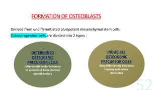 FORMATION OF OSTEOBLASTS
Derived from undifferentiated pluripotent mesenchymal stem cells
Osteoprogenitor cells are divided into 2 types :
DETERMINED
OSTEOGENIC
PRECURSOR CELLS
Differentiate under influence
of systemic & bone derived
growth factors
INDUCIBLE
OSTEOGENIC
PRECURSOR CELLS
May differentiate into bone
forming cells when
stimulated
 