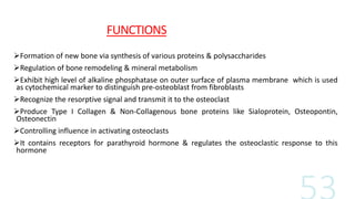 FUNCTIONS
Formation of new bone via synthesis of various proteins & polysaccharides
Regulation of bone remodeling & mineral metabolism
Exhibit high level of alkaline phosphatase on outer surface of plasma membrane which is used
as cytochemical marker to distinguish pre-osteoblast from fibroblasts
Recognize the resorptive signal and transmit it to the osteoclast
Produce Type I Collagen & Non-Collagenous bone proteins like Sialoprotein, Osteopontin,
Osteonectin
Controlling influence in activating osteoclasts
It contains receptors for parathyroid hormone & regulates the osteoclastic response to this
hormone
 