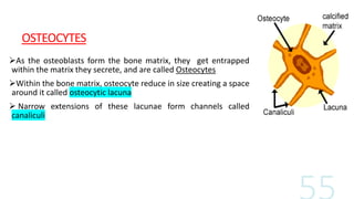 OSTEOCYTES
As the osteoblasts form the bone matrix, they get entrapped
within the matrix they secrete, and are called Osteocytes
Within the bone matrix, osteocyte reduce in size creating a space
around it called osteocytic lacuna
 Narrow extensions of these lacunae form channels called
canaliculi
 