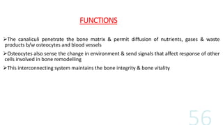 FUNCTIONS
The canaliculi penetrate the bone matrix & permit diffusion of nutrients, gases & waste
products b/w osteocytes and blood vessels
Osteocytes also sense the change in environment & send signals that affect response of other
cells involved in bone remodelling
This interconnecting system maintains the bone integrity & bone vitality
 