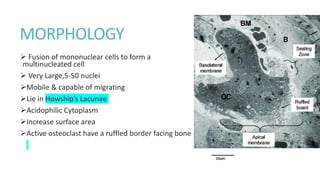 MORPHOLOGY
 Fusion of mononuclear cells to form a
multinucleated cell
 Very Large,5-50 nuclei
Mobile & capable of migrating
Lie in Howship’s Lacunae
Acidophilic Cytoplasm
Increase surface area
Active osteoclast have a ruffled border facing bone
 