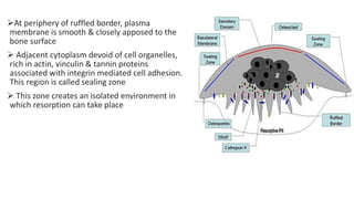 At periphery of ruffled border, plasma
membrane is smooth & closely apposed to the
bone surface
 Adjacent cytoplasm devoid of cell organelles,
rich in actin, vinculin & tannin proteins
associated with integrin mediated cell adhesion.
This region is called sealing zone
 This zone creates an isolated environment in
which resorption can take place
 