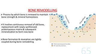 BONE REMODELLING
 Process by which bone is renewed to maintain
bone strength & mineral homeostasis
It involves continuous removal of old bone,
replacement with newly synthesized
proteinaceous matrix & subsequent
mineralization to form new bone
Bone formation & resorption are tightly
coupled during bone remodelling
 