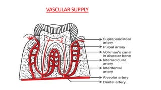 VASCULAR SUPPLY
 