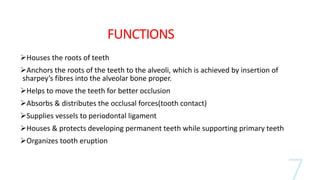 FUNCTIONS
Houses the roots of teeth
Anchors the roots of the teeth to the alveoli, which is achieved by insertion of
sharpey’s fibres into the alveolar bone proper.
Helps to move the teeth for better occlusion
Absorbs & distributes the occlusal forces(tooth contact)
Supplies vessels to periodontal ligament
Houses & protects developing permanent teeth while supporting primary teeth
Organizes tooth eruption
 