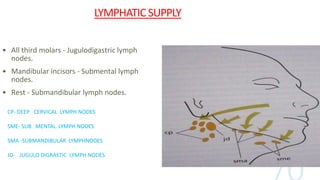 LYMPHATIC SUPPLY
• All third molars - Jugulodigastric lymph
nodes.
• Mandibular incisors - Submental lymph
nodes.
• Rest - Submandibular lymph nodes.
CP- DEEP CERVICAL LYMPH NODES
SME- SUB MENTAL LYMPH NODES
SMA -SUBMANDIBULAR LYMPHNODES
JD- JUGULO DIGRASTIC LYMPH NODES
 