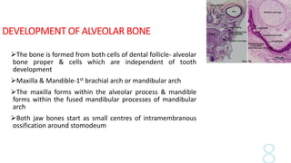DEVELOPMENT OF ALVEOLAR BONE
The bone is formed from both cells of dental follicle- alveolar
bone proper & cells which are independent of tooth
development
Maxilla & Mandible-1st brachial arch or mandibular arch
The maxilla forms within the alveolar process & mandible
forms within the fused mandibular processes of mandibular
arch
Both jaw bones start as small centres of intramembranous
ossification around stomodeum
 