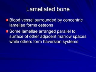 Lamellated bone
Blood vessel surrounded by concentric
lamellae forms osteons
Some lamellae arranged parallel to
surface of other adjacent marrow spaces
while others form haversian systems
 