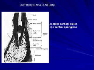 a) outer cortical plates
b) a central spongiosa
SUPPORTING ALVEOLAR BONE
 