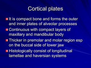 Cortical plates
It is compact bone and forms the outer
and inner plates of alveolar processes
Continuous with compact layers of
maxillary and mandibular body
Thicker in premolar and molar region esp
on the buccal side of lower jaw
Histologically consist of longitudinal
lamellae and haversian systems
 