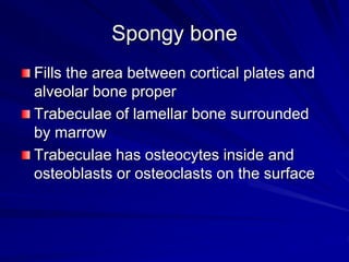 Spongy bone
Fills the area between cortical plates and
alveolar bone proper
Trabeculae of lamellar bone surrounded
by marrow
Trabeculae has osteocytes inside and
osteoblasts or osteoclasts on the surface
 