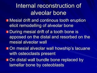 Internal reconstruction of
alveolar bone
Mesial drift and continous tooth eruption
elicit remodelling of alveolar bone
During mesial drift of a tooth bone is
apposed on the distal and resorbed on the
mesial alveolar wall
On mesial alveolar wall howship’s lacuane
with osteoclasts present
On distal wall bundle bone replaced by
lamellar bone by osteoblasts
 