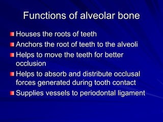 Functions of alveolar bone
Houses the roots of teeth
Anchors the root of teeth to the alveoli
Helps to move the teeth for better
occlusion
Helps to absorb and distribute occlusal
forces generated during tooth contact
Supplies vessels to periodontal ligament
 
