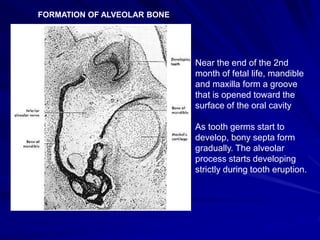 Near the end of the 2nd
month of fetal life, mandible
and maxilla form a groove
that is opened toward the
surface of the oral cavity
As tooth germs start to
develop, bony septa form
gradually. The alveolar
process starts developing
strictly during tooth eruption.
FORMATION OF ALVEOLAR BONE
 