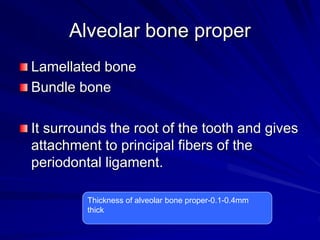 Alveolar bone proper
Lamellated bone
Bundle bone
It surrounds the root of the tooth and gives
attachment to principal fibers of the
periodontal ligament.
Thickness of alveolar bone proper-0.1-0.4mm
thick
 